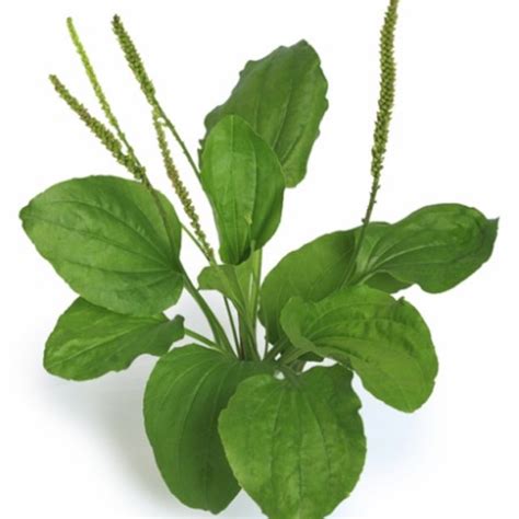 plantago asiatica shopee malaysia
