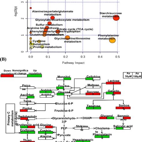 A Metabolic Pathway Analysis Metpa All The Matched Pathways Are