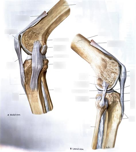 Knee Joint Ligaments And Menisci Diagram Quizlet