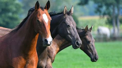 Best Horse Breeds for First Time Owners & Beginners – Horse Bonding Success