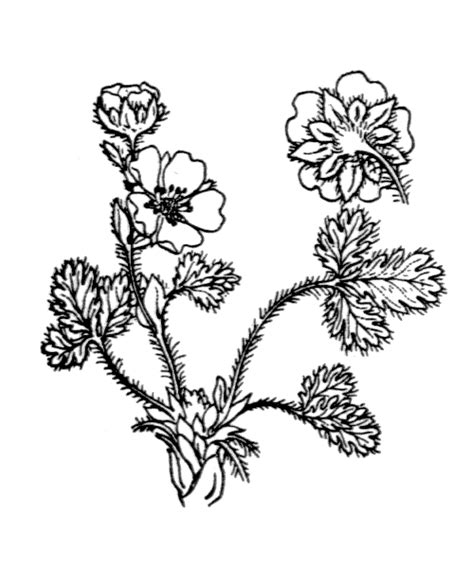 Potentilla Frigida Illustrations EFlore Tela Botanica