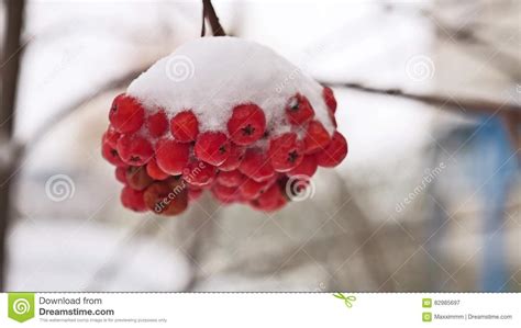 Red Bunches Tree Branch Of Rowan Covered With The First Snow Stock