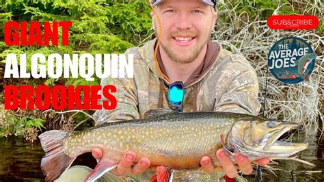 GIANT ALGONQUIN Brook Trout Fishing Backcountry Canoe Trip YouTube