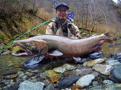 The Difference Between Steelhead Rainbow Trout Flylords Mag