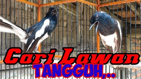 Pancingan Kacer Bakalan Ngeplay Konslet Full Emosi Tinggi Kacer Emosi