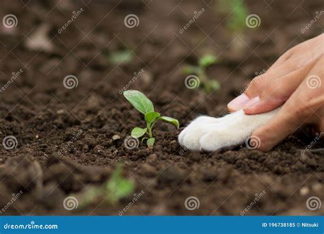 Cat Grow Vegetable with Master at Gardent Stock Image - Image of legume ...