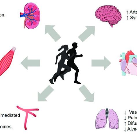 Benefits And Physiological Effects Of Moderate Intensity Aerobic