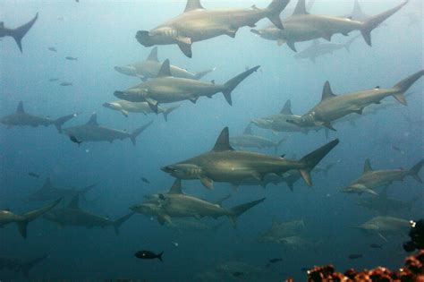 Galapagos Islands: A Telling Study Site for Coral Reef Scientists ...