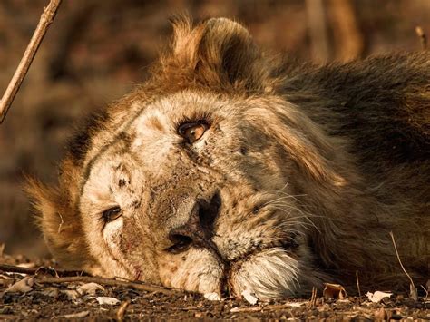 Soñar con Leones Muertos