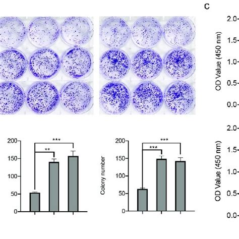 Gmfg Depletion Accelerates The Lung Cancer Growth In Vitro And In Vivo