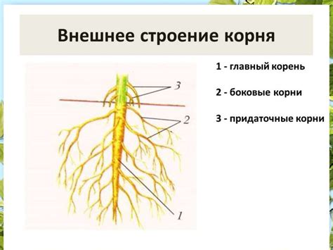 Видоизменения корней - online presentation