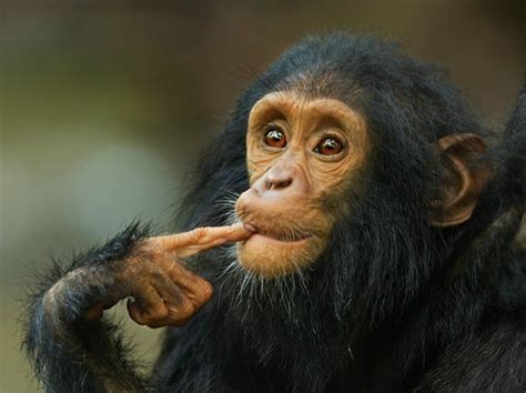 Animal Geographic, National Geographic Animals, Jane Goodall, Animals ...