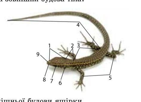 Підписати ящірку де що знаходиться - Школьные Знания.com