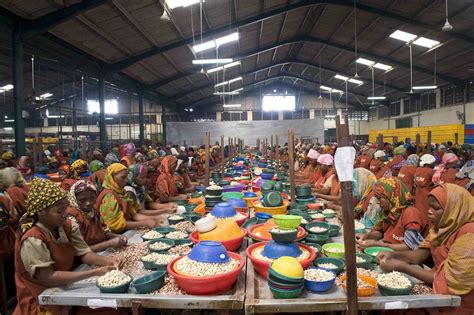 Cashew Nut Processing Plant In Delhi