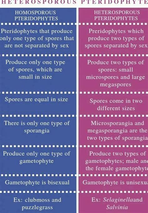 Differentiate between homosporous and heterosporous pteridophyte ...