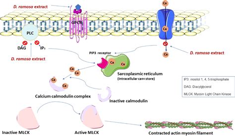 Pharmacological Basis For Antispasmodic Bronchodilator And