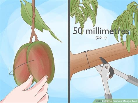 3 Ways To Prune A Mango Tree Wikihow