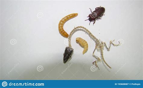 Mealworm ; Life Cycle of a Mealworm Larva, Pupa and Adult Meal Worms ...