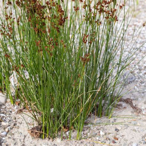 Pond Plants – tagged "USDA Hardiness Zone 5" – Wetplants