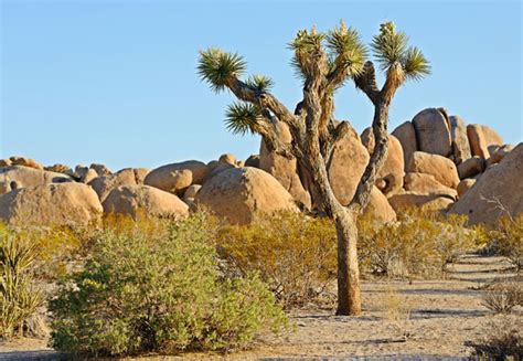 Joshua Tree National Park