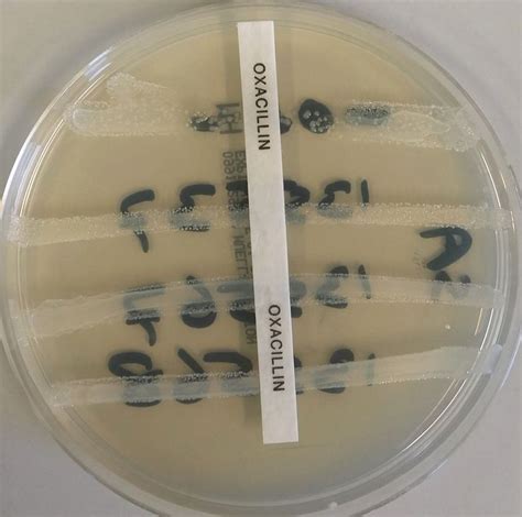 What antibiotic treats staph aureus