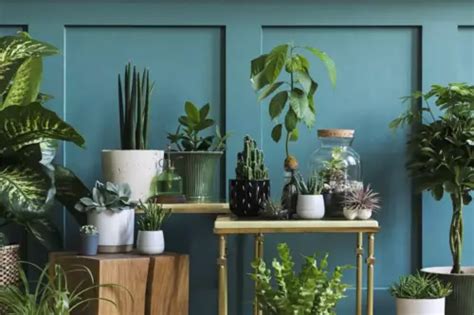 Plantas Perfectas Para Pasillos Sin Luz Natural Unarquitecto