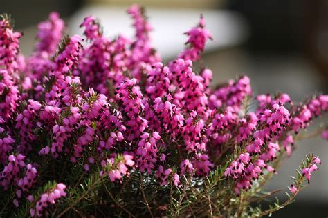 Heather Red Flowering Plant - Free photo on Pixabay