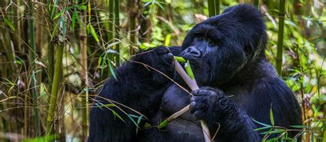 3 Days Gorilla Habituation Safari Through Kigali