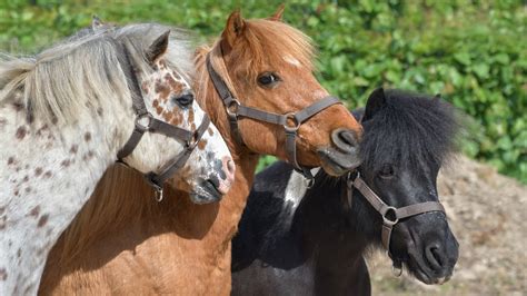 Ponys Hintergrundbilder Kostenlos