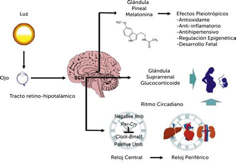 El Hipot Lamo Clave En La Regulaci N Del Sue O