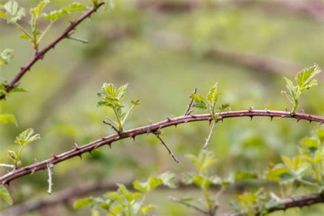 Comment venir à bout des ronces naturellement Housekeeping Magazine