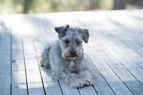 Schnoodle Size Guide: Toy, Mini, Medium, or Giant?