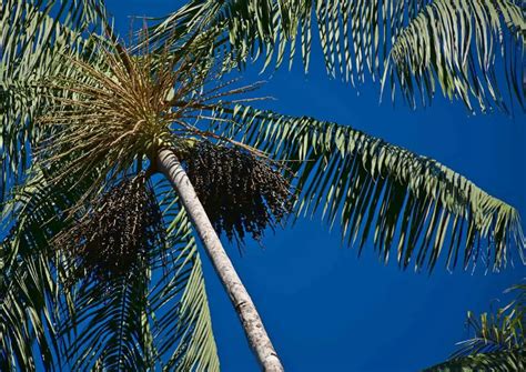 How to Grow and Care For Acai Palm Tree - Plantglossary