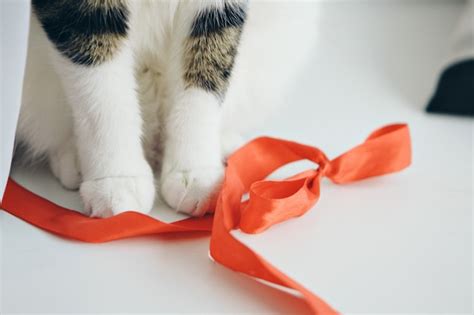 Premium Photo Cat Playing With A Red Ribbon