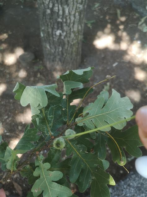 A Natureza é a melhor sala de aula EcoEscolas