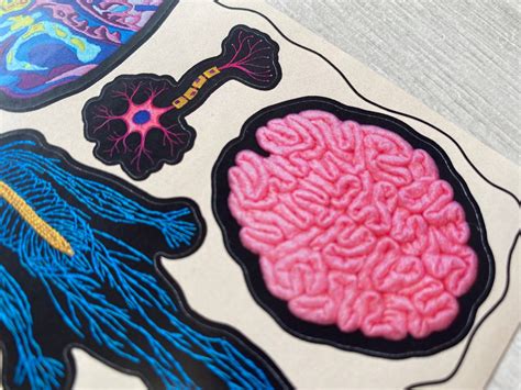 Neurological Anatomical A6 Sticker Sheet Embroidery Neuron Etsy Uk