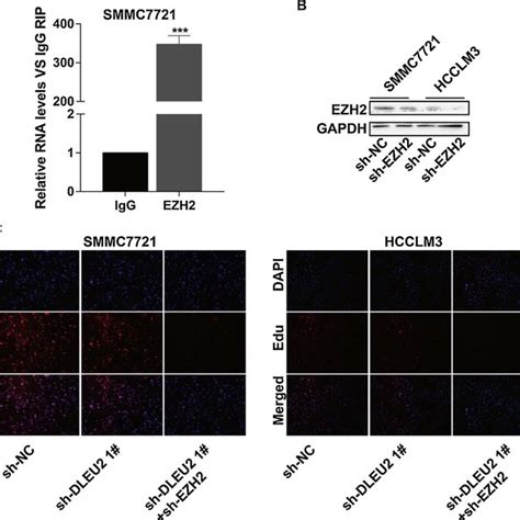 Knockdown Of Dleu Inhibited Edu Positive Hcc Cells Edu Assay Showed