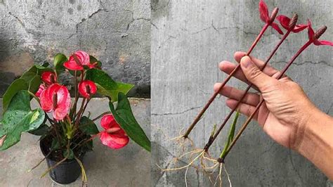 Anthurium Come Fanno I Vivai A Propagare Rapidamente Questa Pianta