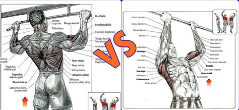 Pull Up Vs Chin Up Muscles