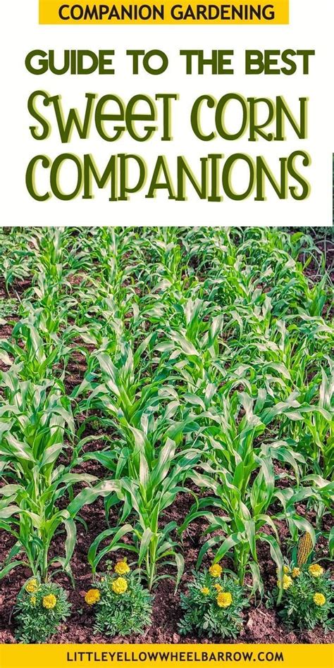 The Best Corn Companion Plants A Gardener S Guide Growing Sweet Corn Corn Plant Planting