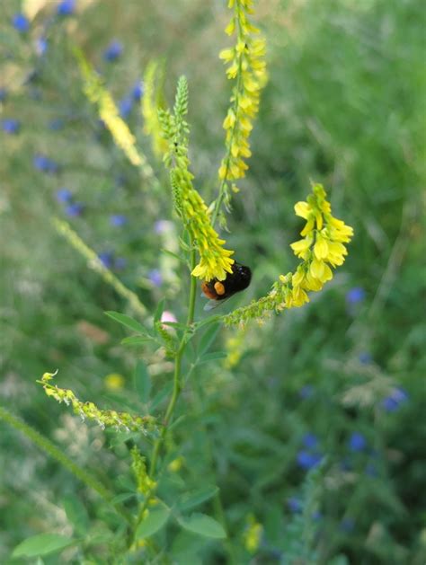 Red Tailed Bumble Bee From Weihenstephan Freising Germany On