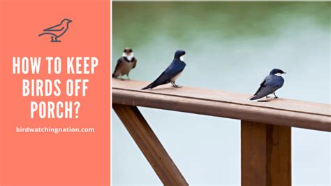 How To Keep Birds Off Porch Effective Ways You Should Know