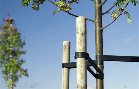 Einen Baum Pflanzen So Gehts Richtig Erni Gartenbau Planung Ag