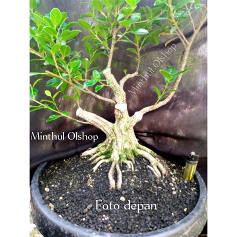 Jual Bonsai Kimeng Progam Akar Batang Besar Akar Keliling Sesuai Foto