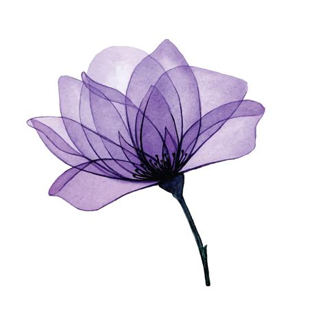 Premium Vector Watercolor Drawing Transparent Flower Purple Rose