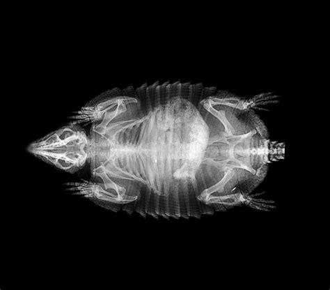 London Zoo Releases Xray Images Of Their Animals Animal Small Animal