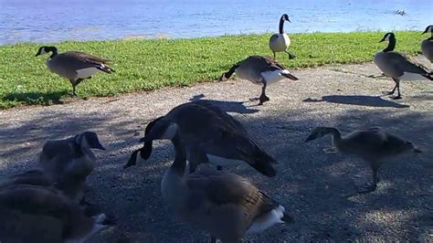 Hissing Goose Youtube