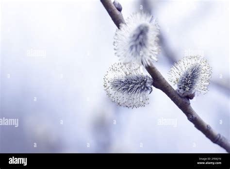 Beautiful Pussy Willow Buds Flowers And Branches Seasonal Forest Blooming Spring Vegetation