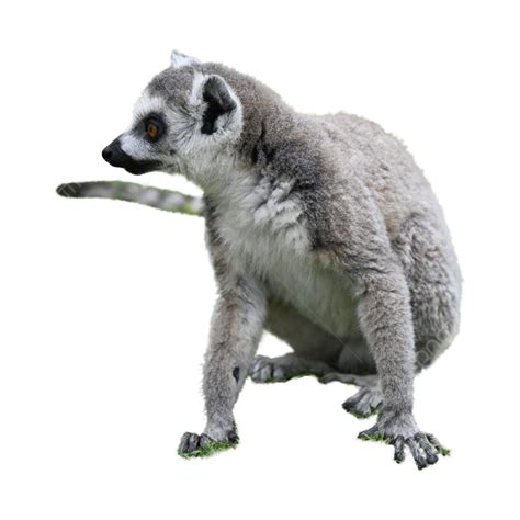 Tunned Lemur Gris Primate Png Tunneous Lemur Lémur Gris Png Imagen