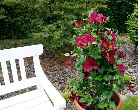 Nubia Boulevard Clematis Plant Library Pahls Market Apple Valley Mn